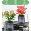 Rábano Verde Árbol de la Fortuna Espárrago Bambú Flor de Incienso de Nueve Millas Planta en Maceta Interior Menta Bambú Rico Planta Hidropónica Fácil de Alimentar