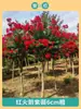 Mudas de Resedá Flores de Pátio Mudas Grandes Sala de Plantas Exterior Vermelho Roxo Mudas de Resedá Paisagismo de Vilas Plantas em Vasos Dropshipping