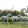 Escultura de cebra de simulación de paisaje al aire libre, respetuosa con el medio ambiente, de FRP, para parque de atracciones, jardín de infancia, adornos de animales.