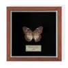 Especimen de Mariposa Real Colgante de Madera Estilo Nórdico Simple Moderno Regalo de Cumpleaños Marco de Fotos de Madera Simple