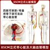 Modelo de Esqueleto Humano Adulto de Cuerpo Completo, Estructura Muscular y Ósea, Columna Vertebral Desmontable, Yoga para Principiantes, Calavera, Ayuda Didáctica