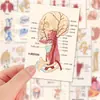 Oferta Especial de LiquidaçãoAdesivos de Ilustração para Estudantes de Medicina Notas de Estudo para Provas Órgãos Humanos Anatomia Adesivos para Diário Decoração