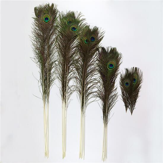 孔雀毛 25-30cm 70-110cm