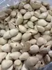 Chocalho de Casca de Coco Indonésio Pré-furado Oleandro Fruta Negra Cardamomo Custo Direto da Fonte