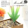 002 Arranjo de Flores Suculentas Verdes Flocadas Acessórios Suprimentos DIY Cabeça de Flor Flor Falsa Fornecimento Direto da Fábrica Plantas Verdes Artificiais