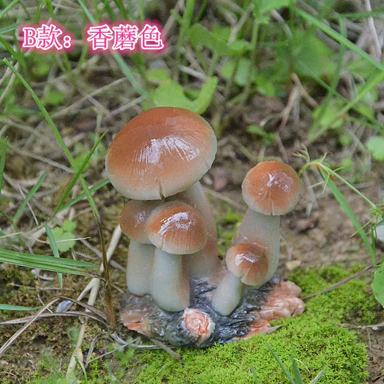 照片 872_副本