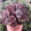 Plantas de Piedra Absorbente Plantas Verdes Piedra de Agua Acuaterrario Tanque de Selva Rocalla Paisajismo Musgo Helecho Micro-paisaje Plantas de Bonsái