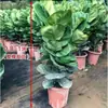 Figueira-lira em Vaso para Interior, Planta de Folhas Grandes para Sala de Estar e Escritório, Fácil de Cuidar, Flor Nórdica que Absorve Formaldeído em Todas as Estações