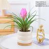 Planta de Bonsái Plantas de Interior Árbol del Dinero Flores de Escritorio Bambú Ciprés Fácil Cuidado Bonsái Pequeño Helecho Espárrago