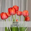 Bulbos de Tulipán, Bulbos de 5 Grados, Semillas de Flores, Adecuados para Cultivo en Tierra/Hidroponía, Resistentes al Frío, Germinación Rápida, Fáciles de Cultivar en Jardines y Balcones, y Fáciles de Sobrevivir