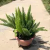 [Aprobación Directa de Base] 320 # Planta en Maceta de Espárrago Cola de Zorro Jardín de Patio Mostrador Planta Verde Flor Espejo Flor Semilleros