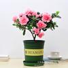 Rhododendron Plantas em Vaso Floridas Flores Xiyang Plantas Verdes Plantas de Escritório Internas de Pátio Árvores com Botões