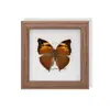 Especimen de Mariposa Real, Especimen de Insecto, Especimen Real en Marco de Vidrio, Decoración para el Hogar de Libélula, Decoración de Regalo de Cumpleaños