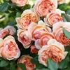 Plántulas Pequeñas de Rosa, Brotes de Rosa, Plantas Verdes con Flores para Balcón, Plantas de Interior en Maceta, Enredaderas Trepadoras con Flores Multitemporada de Fácil Cuidado