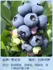 Semillas de Arándano para Plantar en el Norte y Sur, Plantas de Maceta para Balcón, Plantones de Árboles Frutales del Norte, Plantones de Árboles Frutales, Plantas de Arándano en Maceta