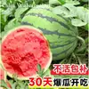 Mudas de berinjela para quatro estações, plantas em vaso com terra, variedades antigas enxertadas de berinjela roxa e sementes de berinjela de Hangzhou, mudas de vegetais de primavera