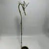 Materias Primas para Portainciensos de Bambú: Ramas de Bambú, Materiales de Bambú Hechos a Mano para Bricolaje, Bambú Macizo, Bambú Hueco