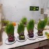 Muñecos de Hierba Larga Lindos al por Mayor, Plantas de Mesa en Maceta, Riego de Plantas de Hierba Larga, Adornos para Oficina en Casa, Muñecos de Cabeza de Hierba