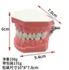 Modelo Dental de Diente, Modelo de Dentadura Postiza, Molde de Modelo de Diente, Modelo de Enseñanza de Cepillado para Jardín de Infancia, Dentadura Postiza Oral Removible