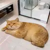 Tapete de Chão para Banheiro Animal 3D de Desenho Animado, Tapete para Pés Antiderrapante para Entrada de Banheiro, Tapete de Pés 3D Doméstico de Terra de Diatomáceas de Secagem Rápida