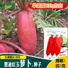 Semillas de Rábano Rojo Jade Rojo Fruta Rábano Piel Roja Pulpa Blanca Rábano de Agua Rábano Dulce, Crujiente y Refrescante, Fuerte Resistencia al Frío
