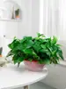 Planta Pothos de Folhas Grandes em Coluna em Vaso para Sala de Estar, Planta Verde Grande para Escritório, Remoção de Formaldeído, Purificação do Ar, Fácil de Manter em Casa Nova
