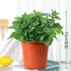 Plantas de Gardênia em Vasos, Plantas Verdes de Interior, Jasmim Hidropônico para Varanda, Fácil de Cuidar o Ano Todo, Osmanthus