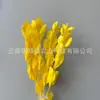 Arranjo de flores eternas folha laranja com ramos de folhagem, materiais florais DIY com toque de alta qualidade, atacado de fabricante de Yunnan, decoração de flores eternas