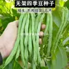 Sementes de Vegetais no Atacado, Sementes de Vagem Sem Fibra para Plantio de Inverno na Varanda, Vagens de Maturação Precoce para Vasos no Jardim