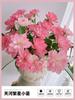 Venta al por mayor Tianhe Semilleros de Flores Rosa Estrellada Arbustos Miniatura Fáciles de Cuidar Plantas en Maceta Multicabezales Flores Grandes Fragantes Tianhe