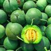 Semillas de Melón Corona Verde Qianyu Fruta Grande Melón Verde Oscuro Semillas de Melón Invernadero Fruta Base Semillas de Hortalizas