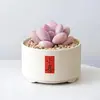 Conjunto fofo de plantas de interior para mesa para jardim de infância, fácil de cultivar e cuidar, pequenas plantas em vasos
