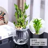 Plantas Verdes Hidropónicas Rábano Verde Gardenia Árbol del Dinero Hiedra Espárragos Bambú Pequeñas Plantas Verdes de Interior Plantas de Maceta Perennes para Todas las Estaciones