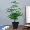 Espárragos Maceta Plantas Verdes Flor Bonsái Plantas de Interior Hidropónico Espárragos Bambú Nube Enano Plántulas Extra Grandes Fáciles de Alimentar