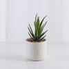 Precio de Fábrica Procesamiento Personalizado Maceta para Flores Carnosas Pequeño Bonsái Cilíndrico Pareja Estilo Nórdico Escritorio de Oficina Planta Verde