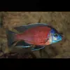 Peces Tropicales de Agua Dulce Vivos para Principiantes, Incluyendo Cíclidos, Peces Vivos con Envío Gratis