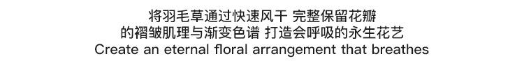 羽毛草_07.jpg