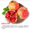Árbol Joven de Granada Ácida Enana, Semilla Suave Tunecina, Semilla Suave Huidong, Lintong, Robe Rojo Grande de Sichuan, Brote de Árbol de Granada Ácida Enana, Semilla de Huidong sin Semillas