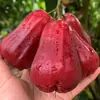 Fruta de Lótus Diamante Negro para Presentear, Fruta Tropical Recém-Colhida, Crocante e Doce, Fruta Diamante Negro Extra Grande 0,5kg /Jinp