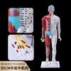 Modelo de acupuntura humana de alta definición de 85CM modelo óseo muscular visceral modelo de punto de acupuntura de meridiano de medicina tradicional china modelo de bronce
