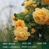 Rosa trepadora Extra grande Floración Cuatro estaciones Enredadera Rosa Semilleros de rosa Enredadera Patio Flor grande Balcón Florales Shihua