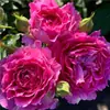 Mudas de Rosa, Rosas Jovens, Plantas Verdes Floríferas para Varanda, Plantas de Interior em Vasos, Trepadeiras Floríferas Multissazonais Fáceis de Cuidar