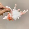 Diseño Coreano, Elegante Pin de Concha, Dulce Pin de Tiburón de Nicho, Pasador en la Parte Posterior de la Cabeza, Accesorio para el Cabello Estilo Vacaciones