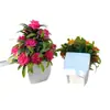 Vendas Diretas de Fábrica Plantas em Vasos Simuladas Novo Vaso Quadrado Flor Falsa de Rosa Plantada Plantas Verdes Simuladas Decorações de Mesa para Casa
