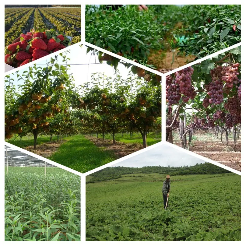 扭刺仙人掌茎提取物 原料 现货包邮 展迅供应 化妆品原料