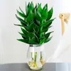 Bambu Guanyin, bambu da sorte, plantas hidropônicas com raízes, flores, plantas verdes, jiboia, plantas de interior em vasos, bambu da sorte, fácil de cuidar na água