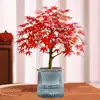 Planta bonsái de arce rojo japonés plántula red dancer interior cuatro estaciones fácil de cultivar maceta balcón patio cuatro estaciones árbol de arce rojo