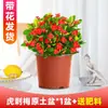 Bonsai Coroa de Espinhos Flor Grande Tronco Velho com Botões Florais Varanda Interior e Exterior Flores Plantas Begônia de Ferro Florescendo nas Quatro Estações Plantas Verdes