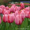 Bulbos de Tulipán al por Mayor Bolas Grandes para Ver Flores Escritorio Interior y Exterior Maceta Patio Cultivo en Suelo Florales Hidropónicos Floreciendo en Todas las Estaciones