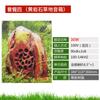 Altavoz de piedra para parque comunitario Xianke para césped exterior a prueba de agua audio exterior paisaje jardín bosque simulación
